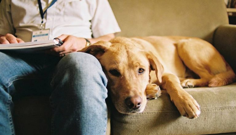 Como os cachorros reconhecem pelo cheiro se o dono está