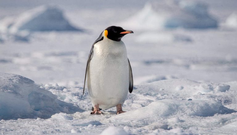Como os pinguins vivem no gelo da Antártida sem que