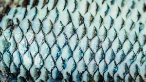 Curativo de pele de tilápia avança para indústria e mira