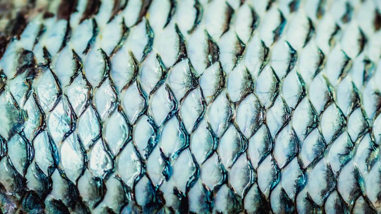 Curativo de pele de tilápia avança para indústria e mira