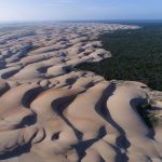 Dunas brasileiras estão ameaçadas por árvores invasoras; entenda