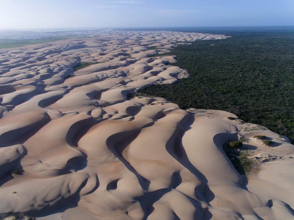 Dunas brasileiras estão ameaçadas por árvores invasoras; entenda