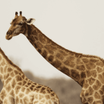 É verdade que a maioria das girafas machos tem comportamento