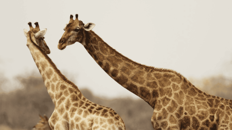 É verdade que a maioria das girafas machos tem comportamento
