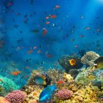 El Niño influencia vida marinha no Atlântico e altera padrões