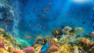 El Niño influencia vida marinha no Atlântico e altera padrões