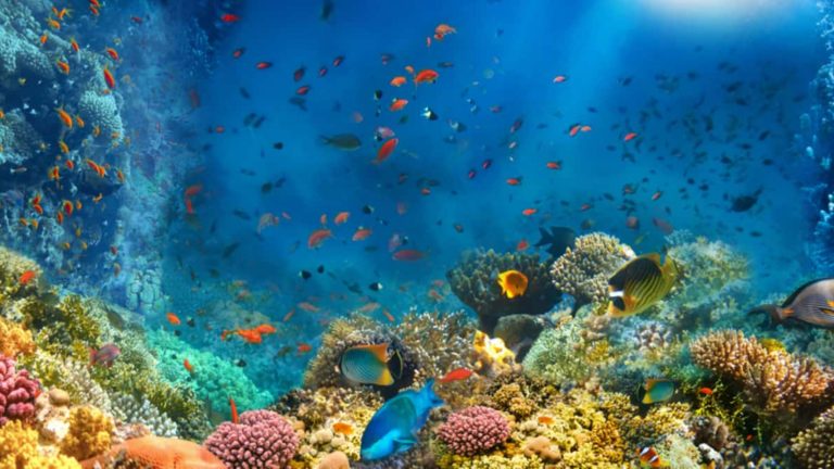 El Niño influencia vida marinha no Atlântico e altera padrões