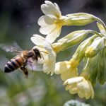 Essa flor “ouve” o zumbido das abelhas e muda de