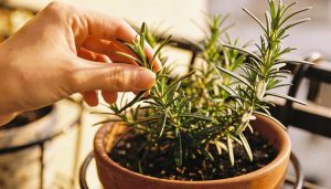 Essa planta deixa sua varanda mais leve e ainda manda