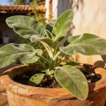 Essa planta simples ajuda a aliviar a digestão pesada e