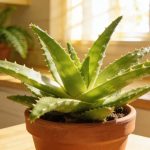 Essa planta simples virou símbolo global de bem-estar e estética