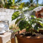 Essa receitinha com bicarbonato salva plantas com fungos