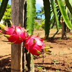 Essas 5 frutas exóticas se adaptam fácil ao quintal e