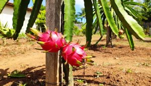 Essas 5 frutas exóticas se adaptam fácil ao quintal e