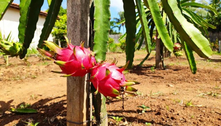 Essas 5 frutas exóticas se adaptam fácil ao quintal e