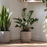 Essas 5 plantas resistentes de rápido crescimento embelezam sua casa