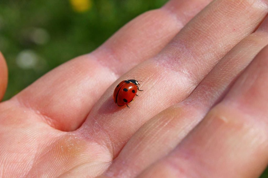 Estudo alerta para deterioração da relação humana com a natureza
