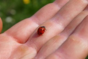 Estudo alerta para deterioração da relação humana com a natureza