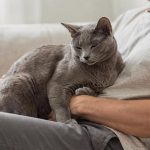 Estudo prova que os gatos gostam tanto dos donos quanto