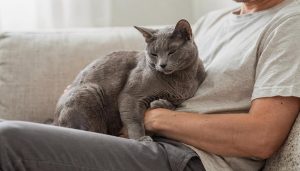 Estudo prova que os gatos gostam tanto dos donos quanto