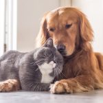 Fogos com estampido nas festas de fim de ano voltam