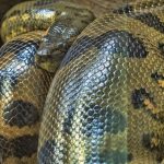 Fósseis de anacondas revelam que elas alcançaram porte atual há