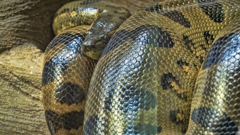 Fósseis de anacondas revelam que elas alcançaram porte atual há
