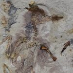 Fóssil de ave com mais de 800 pedras na garganta