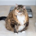Gatos acima do peso podem ganhar versão “felina” do Ozempic