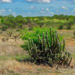 Governo quer recuperar 10 milhões de hectares da caatinga até