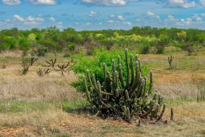 Governo quer recuperar 10 milhões de hectares da caatinga até