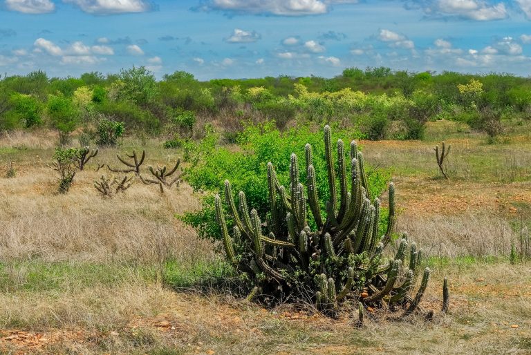 Governo quer recuperar 10 milhões de hectares da caatinga até