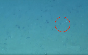 Lula é flagrada usando camuflagem inédita a 4.100 metros de