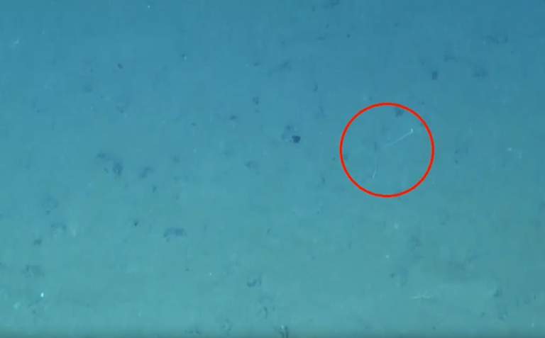 Lula é flagrada usando camuflagem inédita a 4.100 metros de