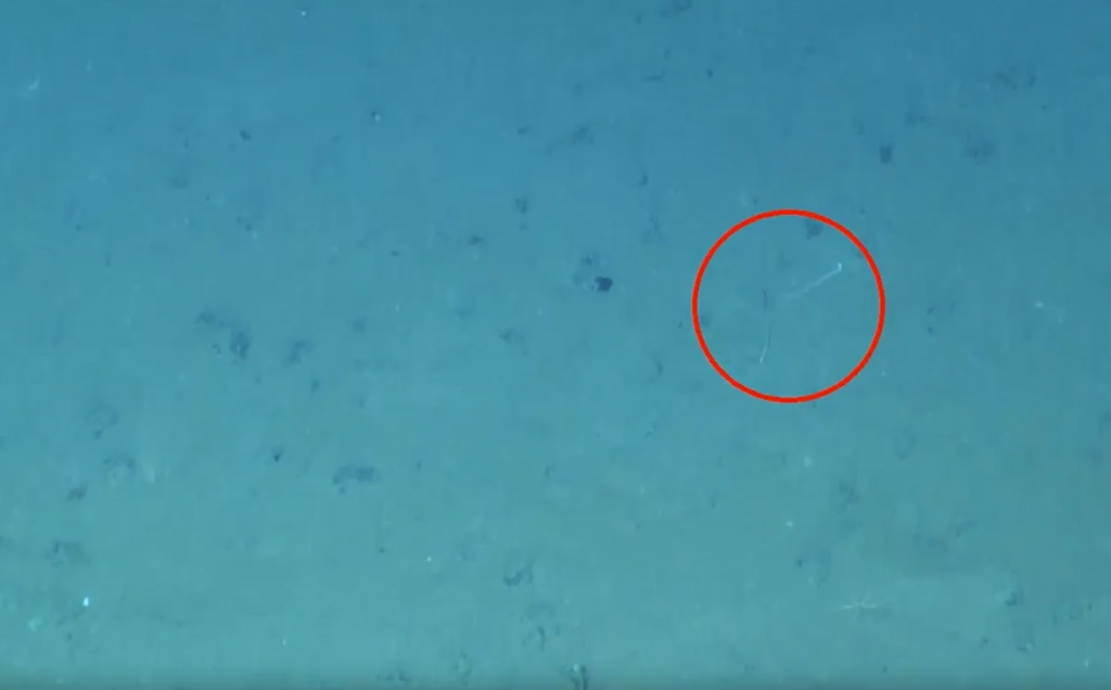 Lula é flagrada usando camuflagem inédita a 4.100 metros de