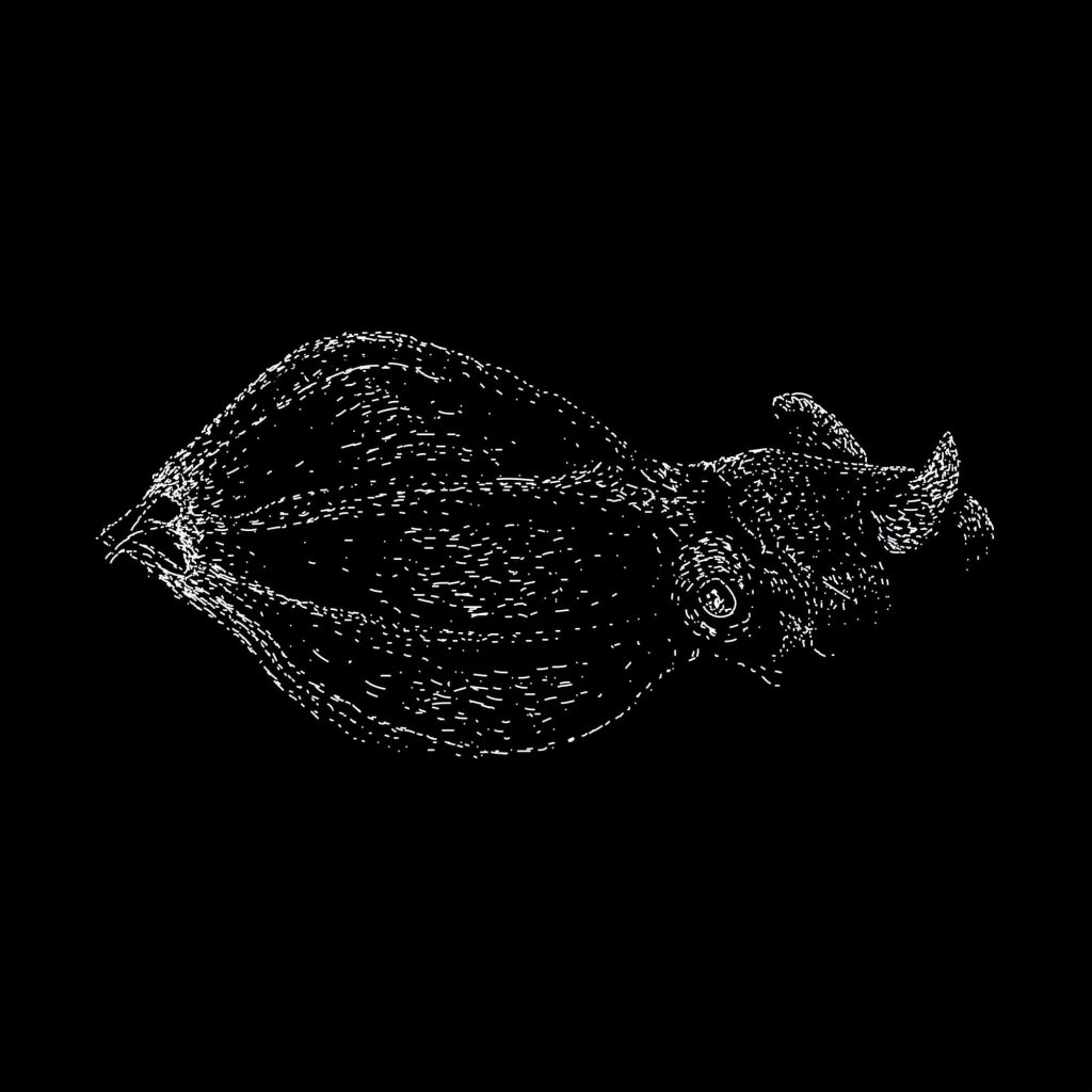 Lula-vampiro tem genoma gigante e ajuda a explicar a origem