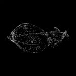 Lula-vampiro tem genoma gigante e ajuda a explicar a origem