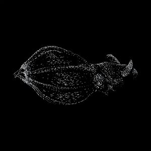 Lula-vampiro tem genoma gigante e ajuda a explicar a origem