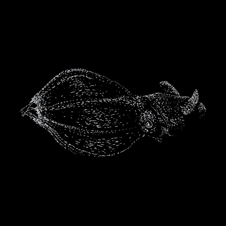 Lula-vampiro tem genoma gigante e ajuda a explicar a origem