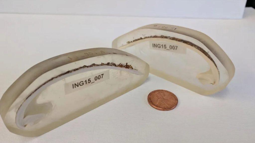 Nascimento em 1499, morte em 2006: a história do animal