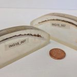 Nascimento em 1499, morte em 2006: a história do animal