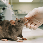 O bichinho que dá risada quando ganha cócegas igual aos