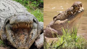 O crocodilo mais velho do mundo está completando 125 anos
