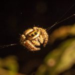 O fenômeno curioso das aranhas que parecem sonhar durante o