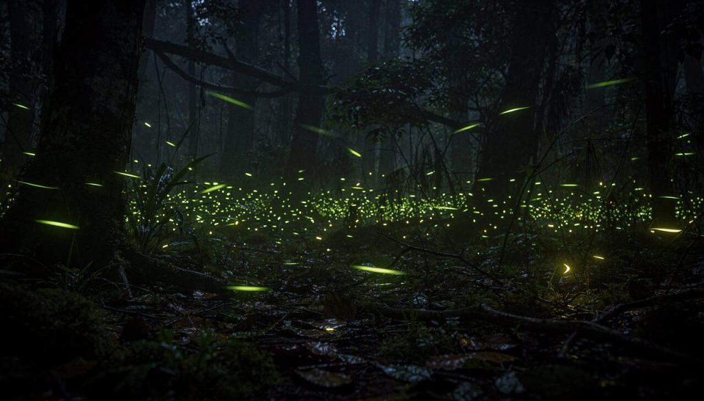 O interruptor invisível que o vaga-lume usa para acender no