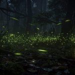 O interruptor invisível que o vaga-lume usa para acender no