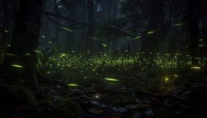 O interruptor invisível que o vaga-lume usa para acender no