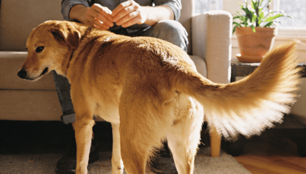 O lado que o seu cachorro abana o rabo mostra