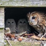 O motivo curioso de as corujas manterem cobras cegas como