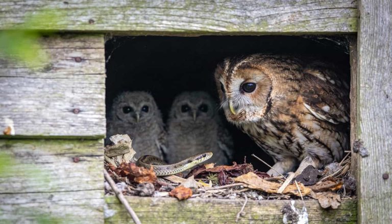O motivo curioso de as corujas manterem cobras cegas como